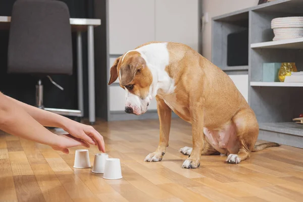 Dog Playing Shell Game Human Concept Training Pet Domestic Dog — Stock Photo, Image