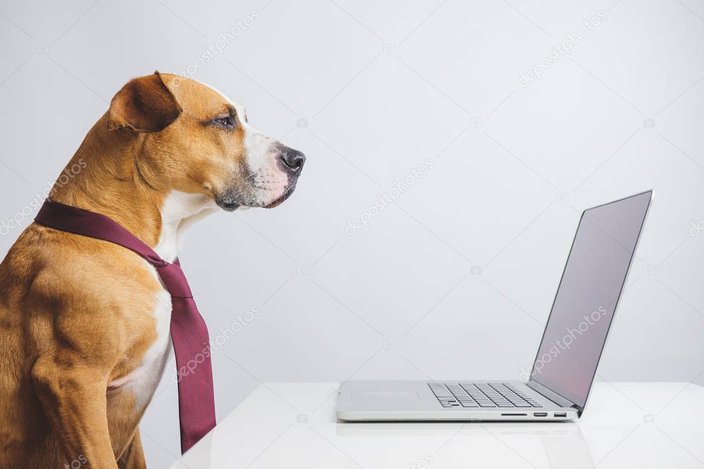Bossy looking dog in tie sitting at computer desk in the office. Concept of strict manager or CEO, work and office related humor.