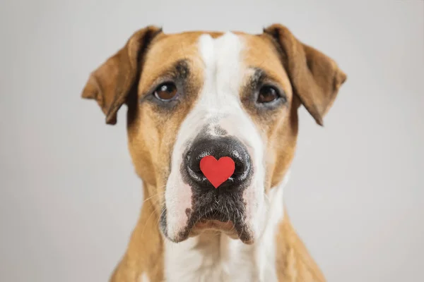 Portret psa o kształcie serca na nosie, ujęcie studyjne. — Zdjęcie stockowe