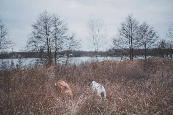 Двоє собак шукають щось у польових травах . — стокове фото