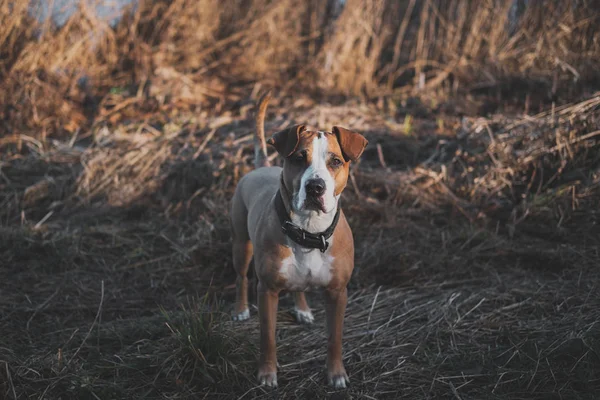 Beau chien se tient toujours dans l'herbe d'hiver ou d'automne fané . — Photo