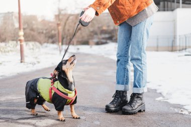 Yürüyüşe çıkmış bir köpekle iletişim kurmak. Kışın giydiği Dachshund köpek parkındaki sahibine bakar.