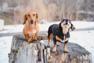 İki sevimli dachshund köpeği dışarıda havlıyor. Soğuk kış mevsiminde parktaki sevimli köpeklerin portresi
