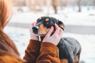 Elinde daksund tutan bir kadın. Köpekleri sevme konsepti: açık havada gezinti yapmak.