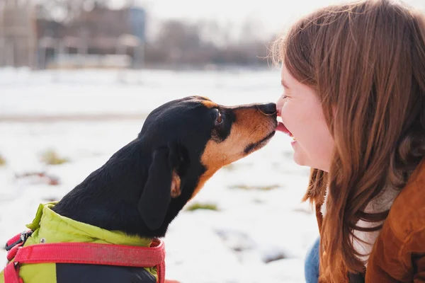 Precioso Perro Salchicha Besando Dueño Paseo Ser Feliz Con Las —  Fotos de Stock