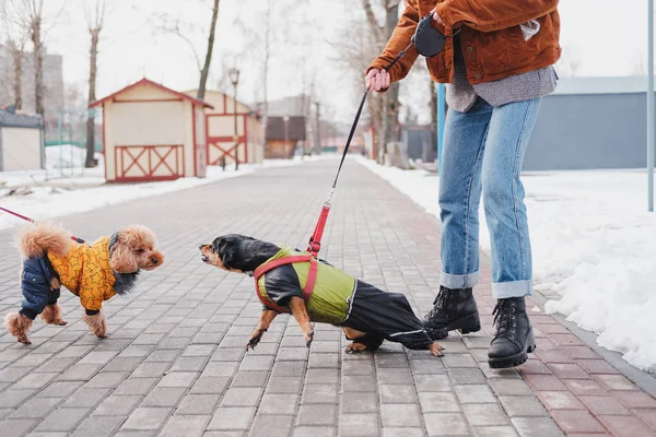 Saldırgan, itaatsiz köpek sorunları konsepti. İtaatsiz dachshund 'unu elinde tutan bir kadın, parkta başka bir köpeğe saldırmaya çalışan bir köpek.