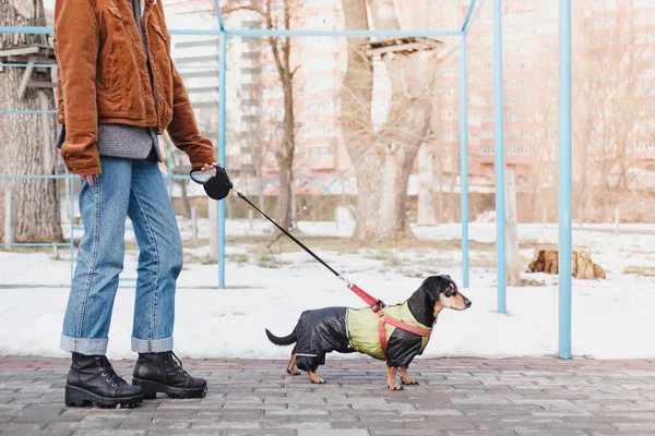 Гулять Собакой Поводке Парке Женщина Таксой Прогулке Снежный Сезон — стоковое фото