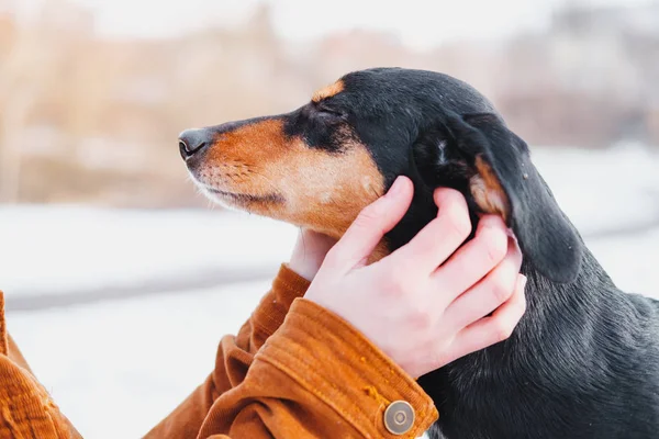 Pies Lubi Drapać Się Uszach Spacerze Koncepcja Kochających Zwierząt Domowych — Zdjęcie stockowe