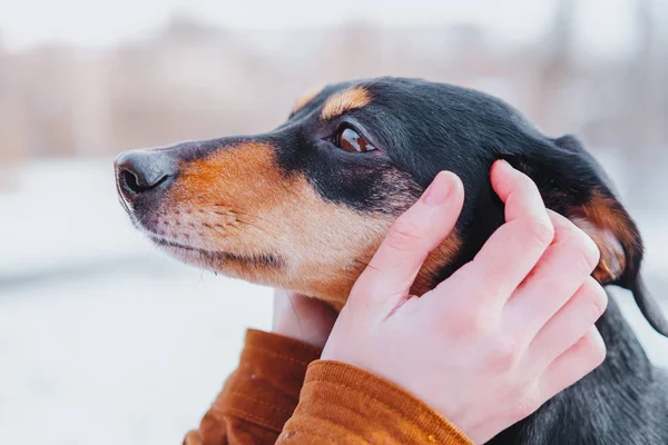 人間の手によるダックスフントの肖像画 愛するペットのコンセプト 人間の手はかわいい子犬を保持 — ストック写真