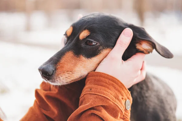 Retrato Dachshund Mãos Humanas Conceito Animais Estimação Amorosos Mãos Humanas — Fotografia de Stock