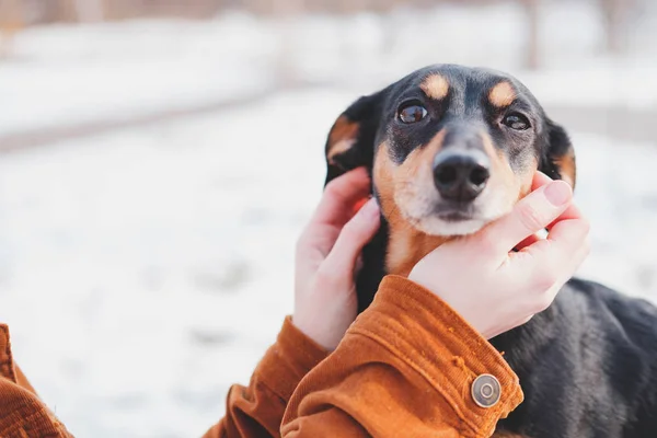 Portret Szczęśliwego Pieska Ludzkich Rękach Dachshund Przytulany Spacerze Mroźnym Sezonie — Zdjęcie stockowe