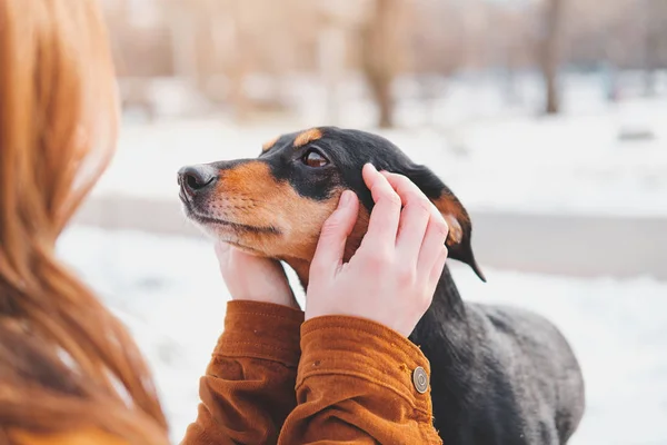 女は手にダックスフントを持っている 愛犬のコンセプト 屋外で散歩で無料の時間を楽しむ — ストック写真