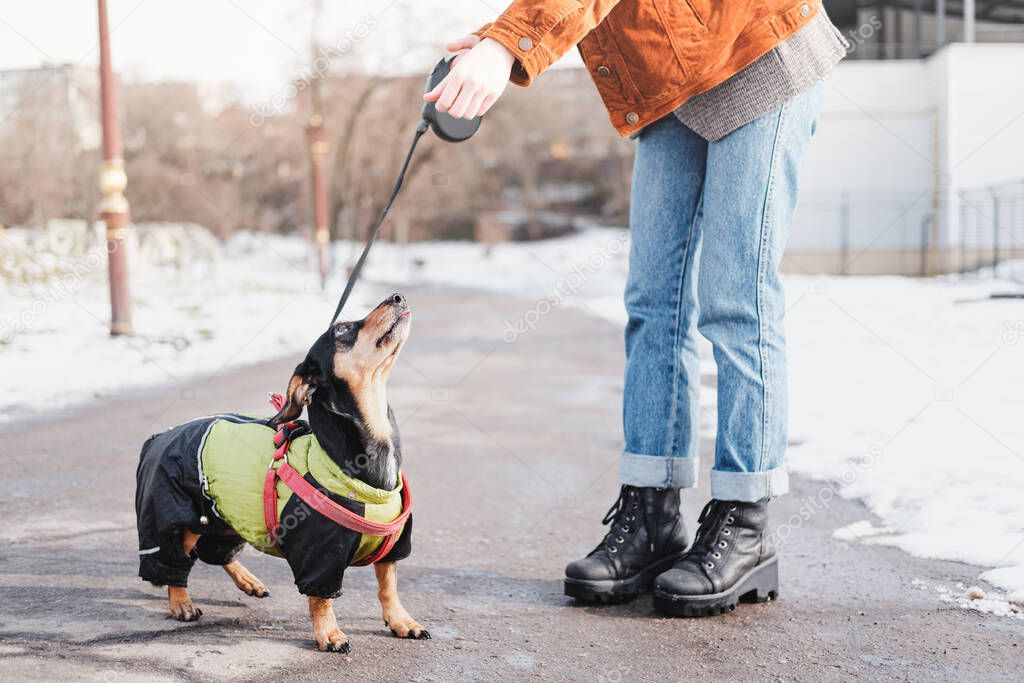 Communicating with a dog on a walk. Dachshund in winter clothes looks at her owner at a dog park