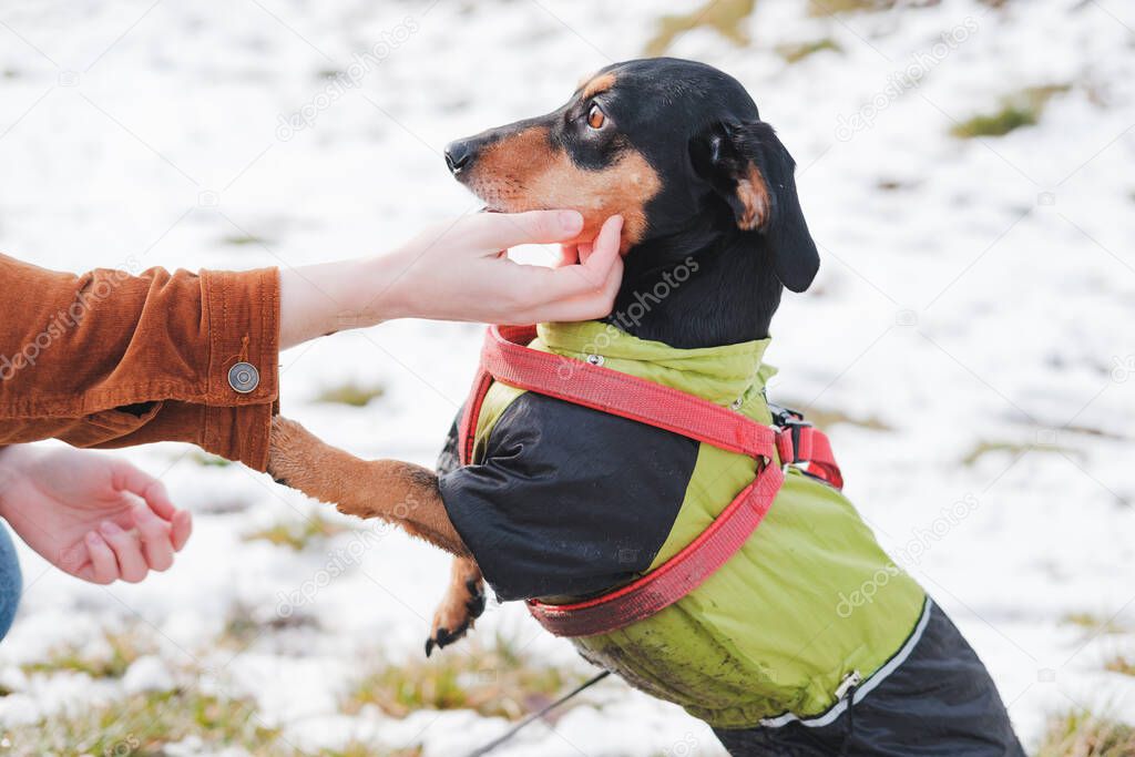 Cute dachshund at a walk in park. Portrait of a dog in raincoat outdoors in winter or early spring