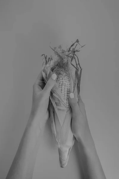 Καλαμπόκι Γυναικεία Χέρια Ανοιχτό Ροζ Φόντο Ξεθωριασμένο Μονόχρωμο Αφηρημένη Εικόνα — Φωτογραφία Αρχείου