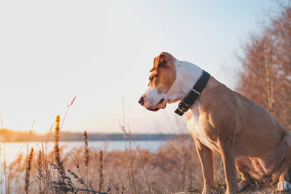Krásný Pes Jezera Dívá Západ Slunce Turistická Zvířata Aktivní Psi — Stock fotografie