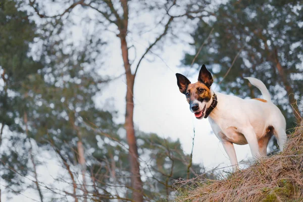 Young active fox terrier in the forest, hero shot. Active pets, hiking with dogs: portrait of a smooth fox terrier on the hill