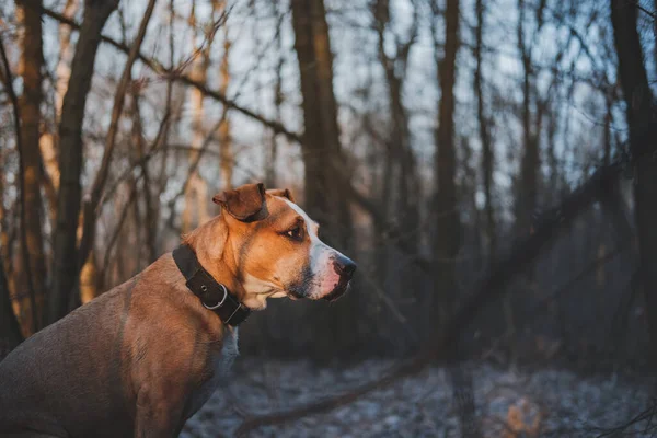 Пішохідний Собака Лісі Під Вечірнім Сонцем Активні Домашні Тварини Походи — стокове фото