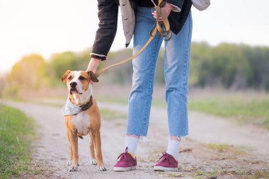 Kasabanın çıkışında köpeği serbest bırakmak. Hayvanlarla yürümek, dışarı çıkmak ve uzun yolculuklara çıkmak, fiziksel olarak aktif olmak.