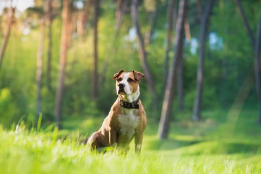Doğa parkındaki muhteşem bir teriyer, tele fotoğraf çekimi. Aktif ve sağlıklı hayvanlar: Çayırdaki sevimli köpek