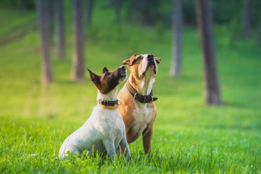 Yeşil bir çayırda iki komik köpek dik dik bakıyor. Eğitimli ve dost canlısı köpekler parkta ya da dağda