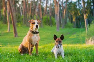 Yeşil çayırdaki iki komik köpek kameraya bakar. Eğitimli ve dost canlısı köpekler parkta ya da dağda