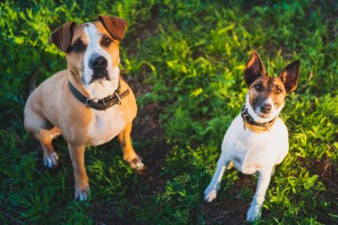 Yeşil çayırdaki iki komik köpek kameraya bakıyor. Eğitimli ve dost canlısı köpekler parkta ya da dağda