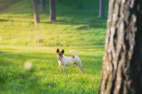 Smidig Räv Terrier Naturpark Starkt Solbelyst Scen Ung Honhund Promenad — Stockfoto