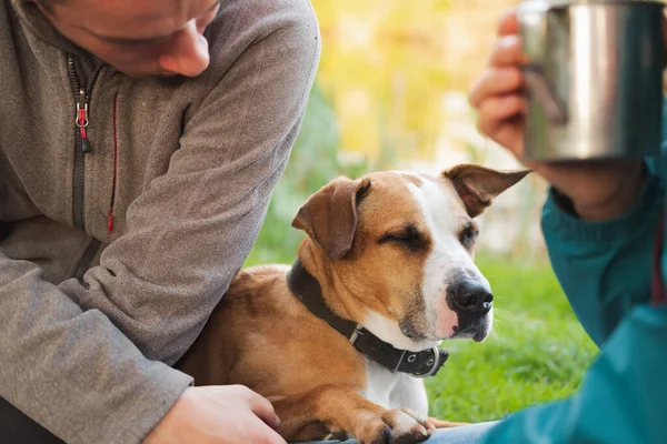 People interacting with a dog outdoor at hiking trip. Tired dog with people rests outdoors