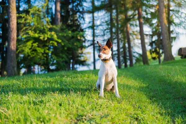 Smooth Fox Terrier Sienta Hierba Verde Entre Las Flores Senderismo —  Fotos de Stock