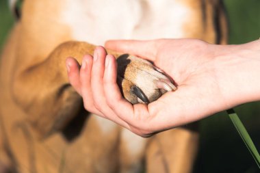 İnsan elinde köpek pençesi, yakın plan fotoğraf. Hayvan desteği, terapi köpeği, sıkı dostluk ve güven konsepti