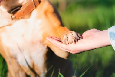 İnsan elinde köpek pençesi, yakın plan fotoğraf. Hayvan desteği, terapi köpeği, sıkı dostluk ve güven konsepti