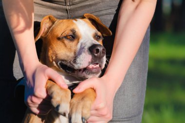 Yazın açık havada, insanların elinde bir köpek, yakın plan portre. İnsanlar ve hayvanlar etkileşim, arkadaşlık ve birlikte zaman geçirmek.