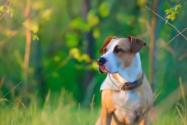 Telefoto Retrato Perro Entre Hierba Verde Fresca Hojas Hermoso Pitbull —  Fotos de Stock