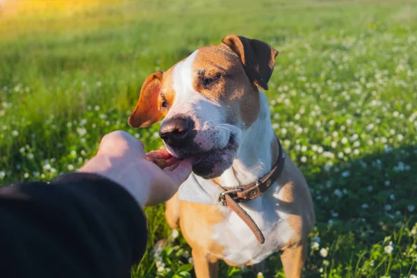 Подарить Удовольствие Собаке Улице Человеческая Рука Дает Пищу Щенку Зеленом — стоковое фото