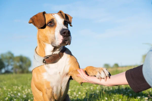 Akıllı ve sevimli gözlü bir köpek bir insana beş pençe atar. Evcil hayvanlar ve sahipleri ilişkisi, çiçekli yeşil bir çayırda köpek yavrusu