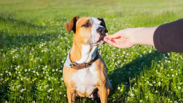 Dışarıdaki bir köpeğe ödül veriyordum. İnsan eli yeşil tarladaki bir köpeğe yemek veriyor. İlkbahar, yaz ve akşam güneşli sahneler.