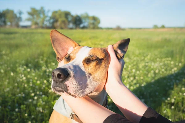 Cara Cão Relaxado Mãos Humanas Entre Prado Verde Flores Pet — Fotografia de Stock