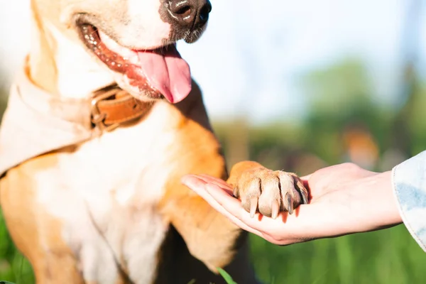 Dog paw in human hand, outdoors shot. Animal support, firm friendship and trust concept, spending time with pets outdoors in summer