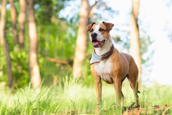 Äventyrshund Skogen Starkt Solljus Bild Staffordshire Terrier Mutt Utomhus Glada — Stockfoto
