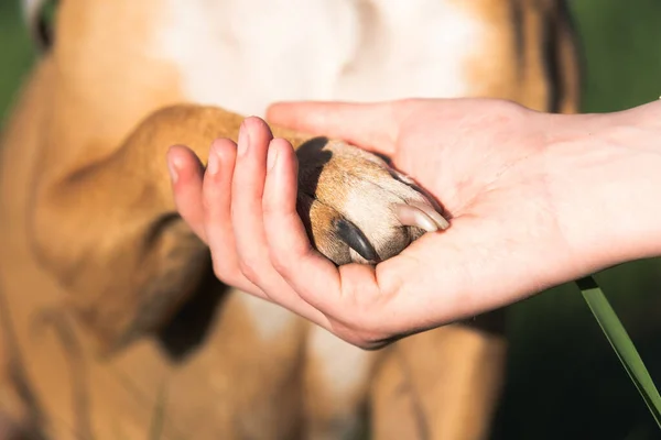 Собача Лапа Людській Руці Крупним Планом Підтримка Тварин Терапевтична Собака — стокове фото