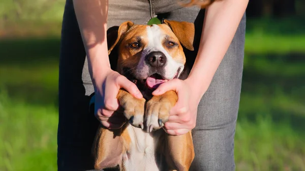 Retrato Perro Manos Humanas Aire Libre Verano Interacción Personas Mascotas — Foto de Stock