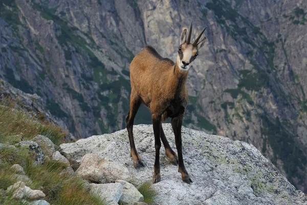 Tatra Chamois ( Rupicapra rupicapra tatrica )