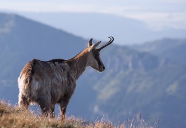 Chamois dağ ortamında. Tatry. Polonya