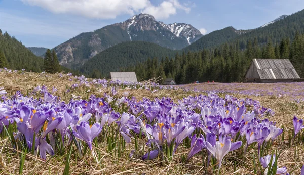 Çiçek açan çiğdemler dağ glade üzerinde. Tatry