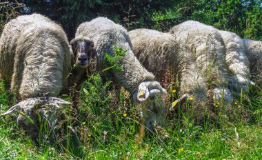 Koyun yemek bir dağ çayır çimen