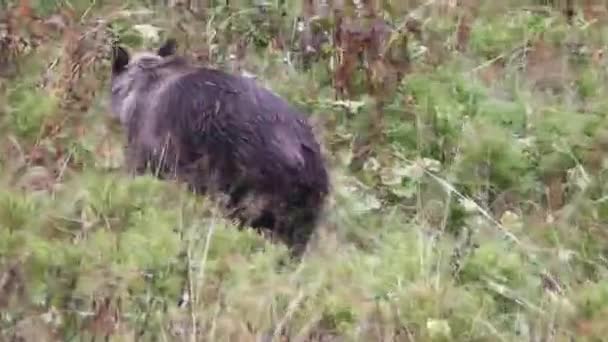 Bruine beren in de natuurlijke omgeving. Tatra gebergte. Polen — Stockvideo