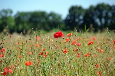 Çayır gelincikleri