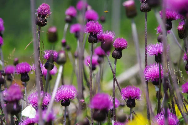 Mountain meadow in summer — Stock Photo, Image