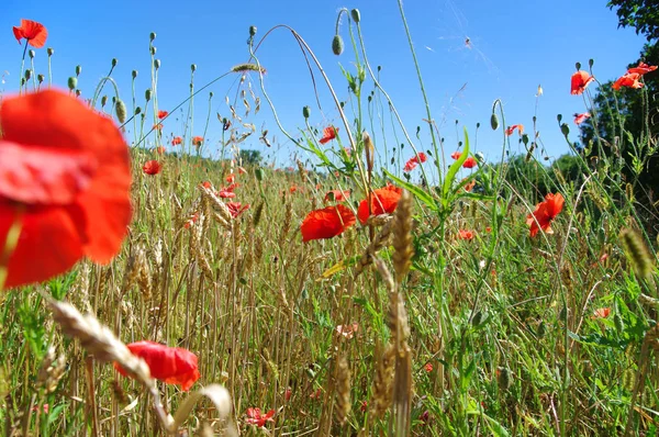 Poppies in het weiland — Stockfoto